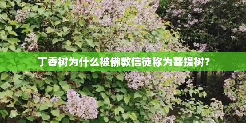 丁香树为什么被佛教信徒称为菩提树？