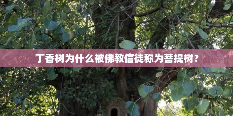丁香树为什么被佛教信徒称为菩提树? 丁香树为什么被佛教信徒称为菩提树?