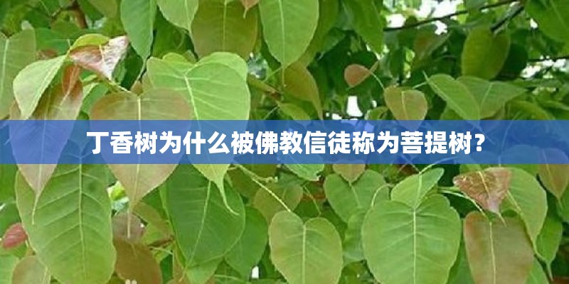 丁香树为什么被佛教信徒称为菩提树? 丁香树为什么被佛教信徒称为菩提树?