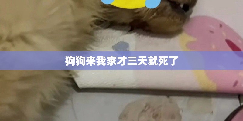 狗狗来我家才三天就死了