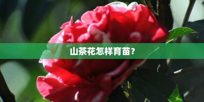 山茶花怎样育苗？