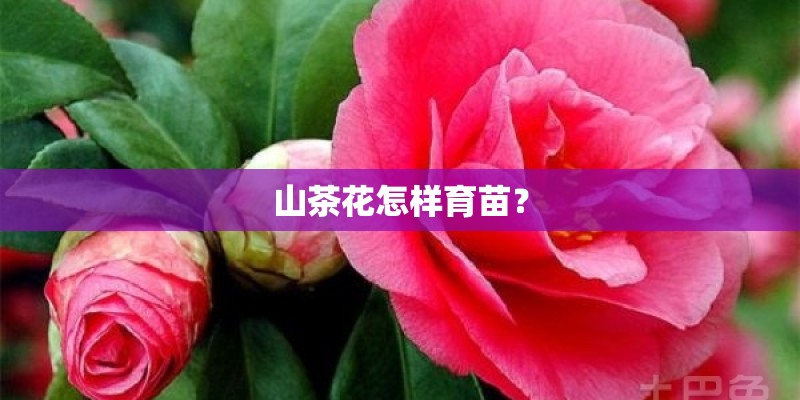 山茶花怎样育苗？