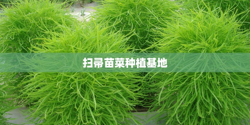 扫帚苗菜种植基地