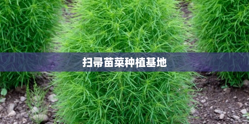 扫帚苗菜种植基地