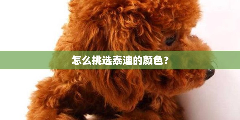 怎么挑选泰迪的颜色? 怎么挑选泰迪的颜色?