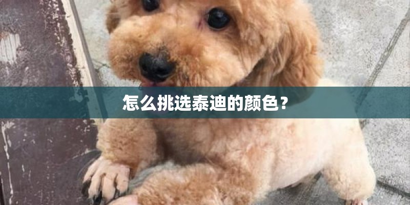 怎么挑选泰迪的颜色? 怎么挑选泰迪的颜色?