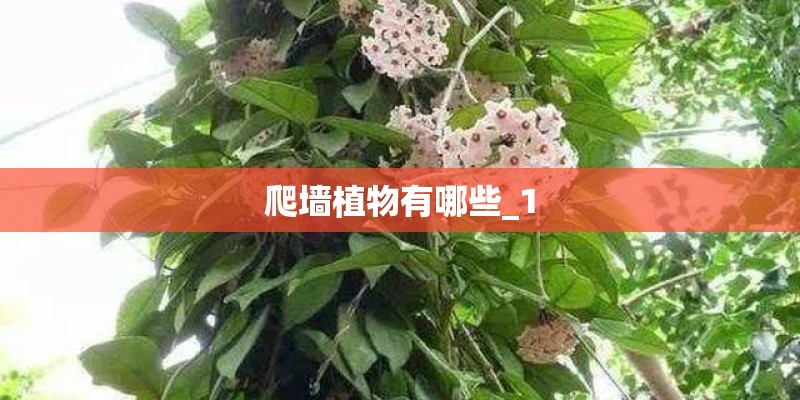 爬墙植物有哪些_1