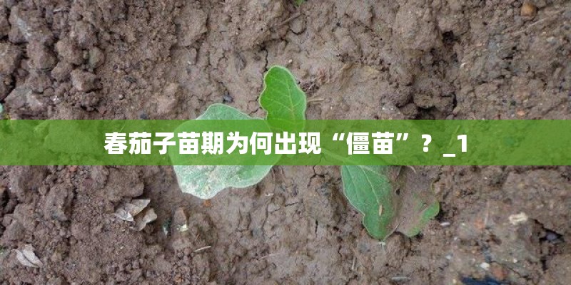 春茄子苗期为何出现“僵苗”？_1