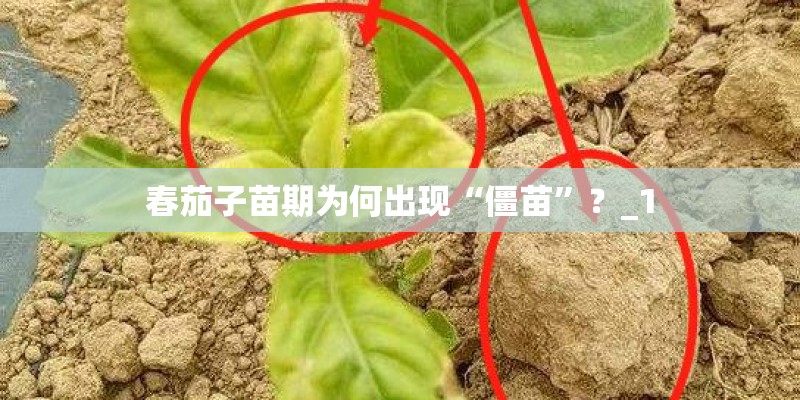 春茄子苗期为何出现“僵苗”？_1