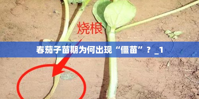 春茄子苗期为何出现“僵苗”？_1