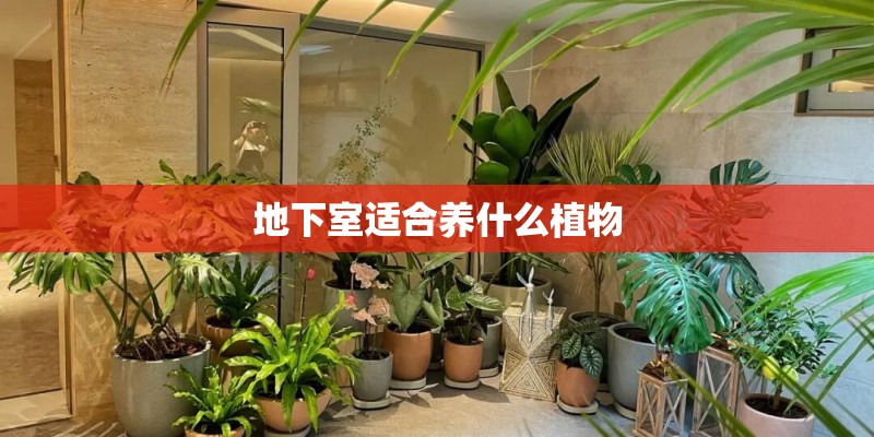 地下室适合养什么植物