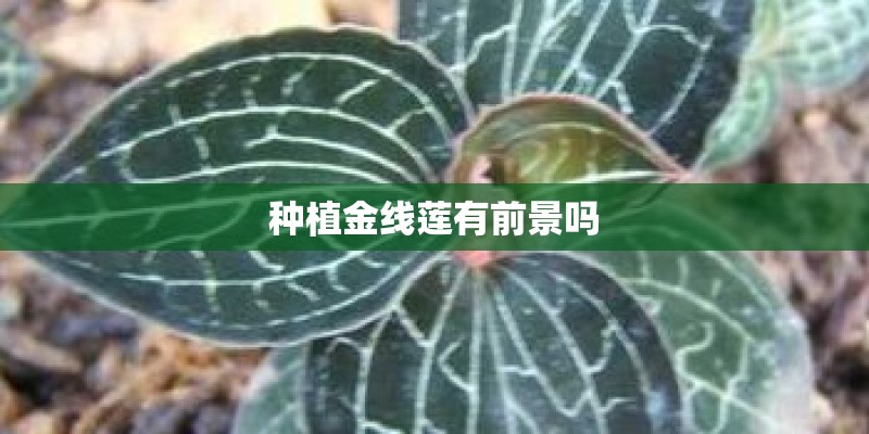 种植金线莲有前景吗