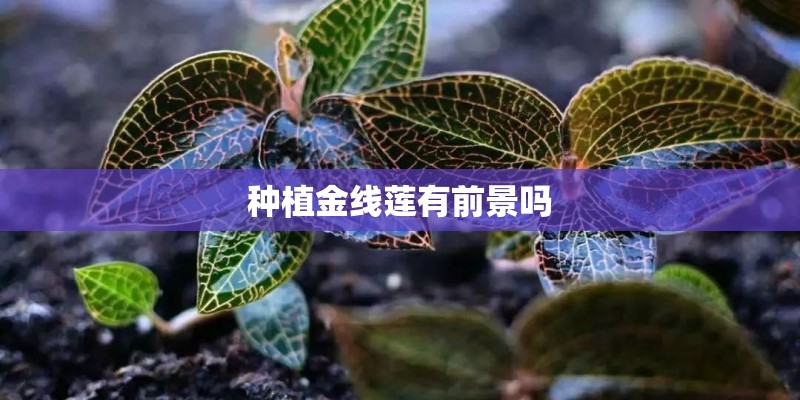 种植金线莲有前景吗