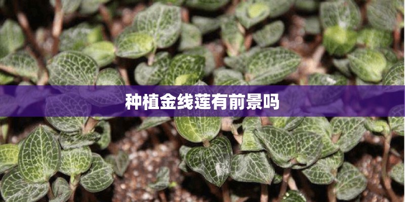 种植金线莲有前景吗