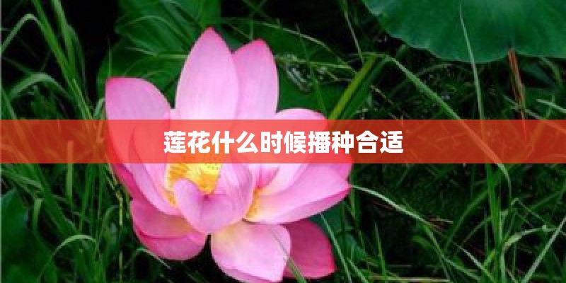莲花什么时候播种合适