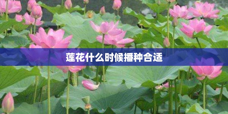 莲花什么时候播种合适