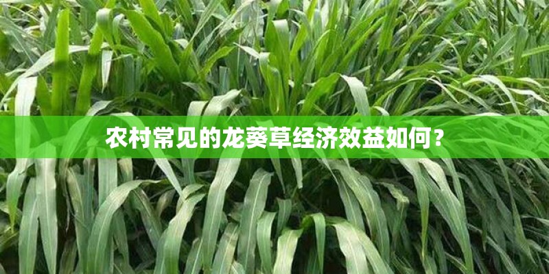 农村常见的龙葵草经济效益如何？