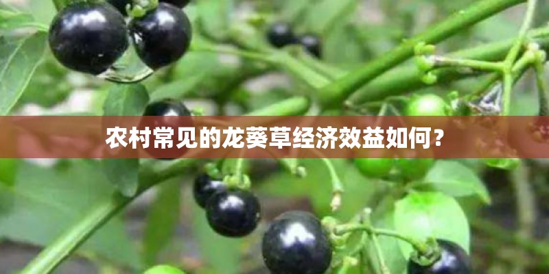 农村常见的龙葵草经济效益如何？