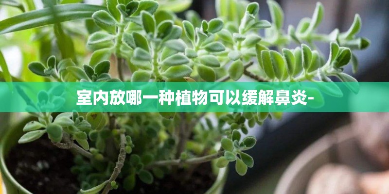 室内放哪一种植物可以缓解鼻炎-