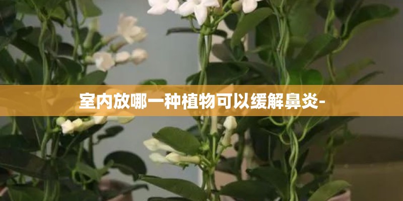 室内放哪一种植物可以缓解鼻炎-