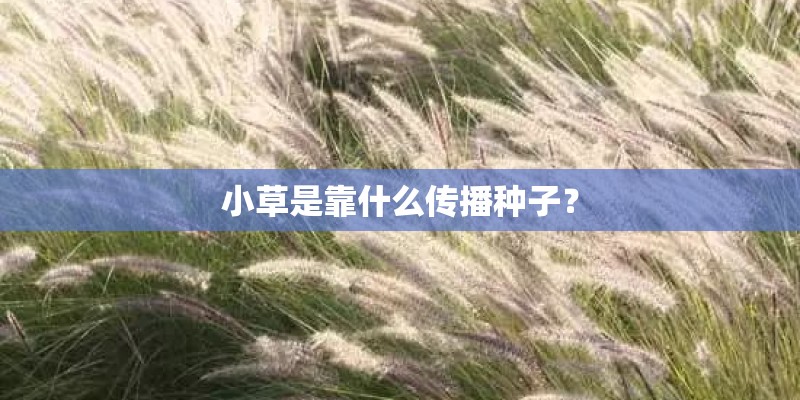 小草是靠什么传播种子？