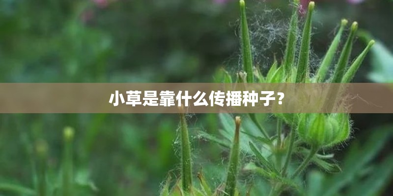 小草是靠什么传播种子？