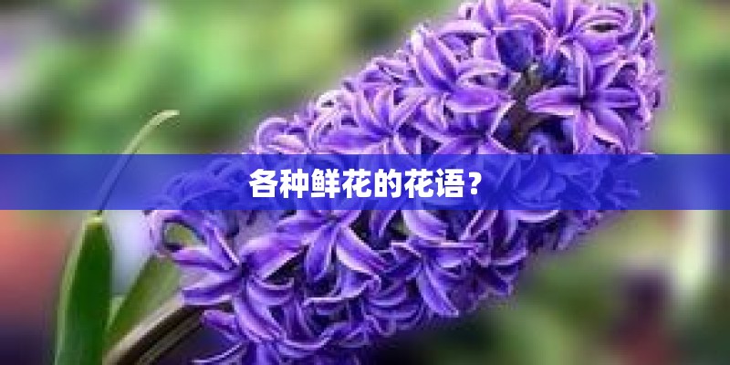 各种鲜花的花语？