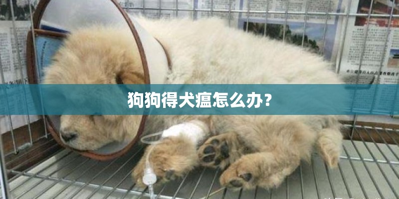 狗狗得犬瘟怎么办？