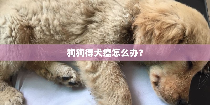 狗狗得犬瘟怎么办？