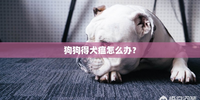 狗狗得犬瘟怎么办？