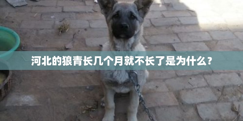 河北的狼青长几个月就不长了是为什么？
