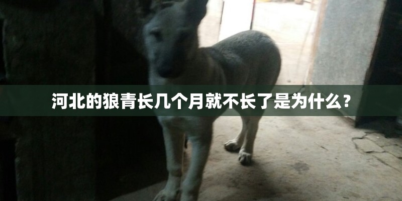 河北的狼青长几个月就不长了是为什么？