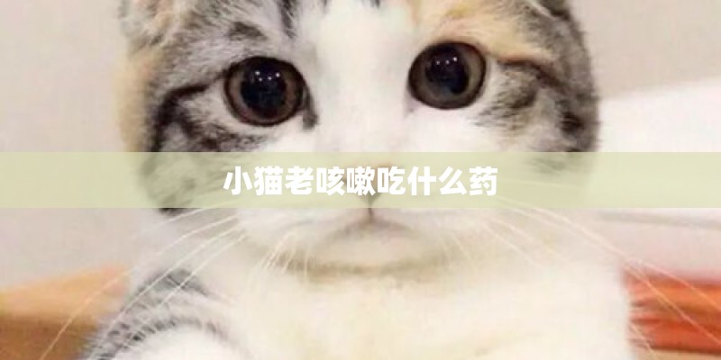小猫老咳嗽吃什么药 小猫老咳嗽吃什么药