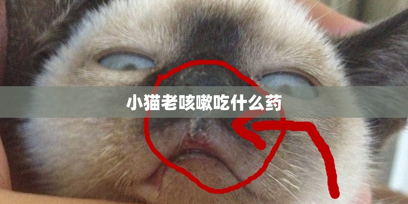小猫老咳嗽吃什么药 小猫老咳嗽吃什么药