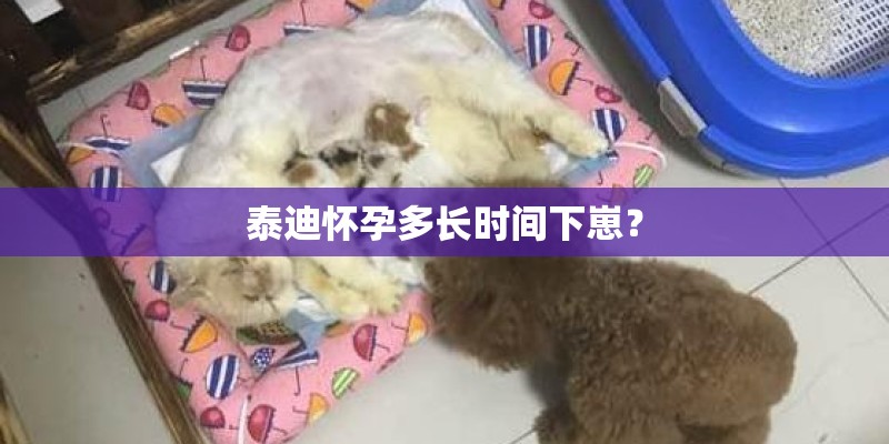 泰迪怀孕多长时间下崽？
