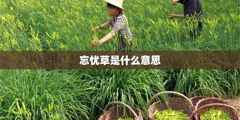 忘忧草是什么意思