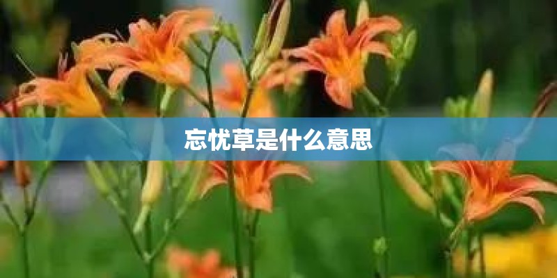 忘忧草是什么意思