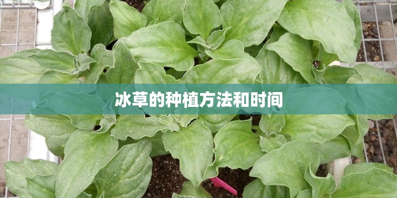 冰草的种植方法和时间