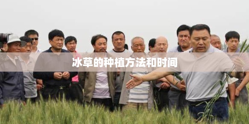 冰草的种植方法和时间