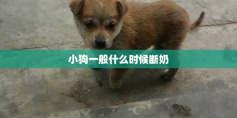 小狗一般什么时候断奶