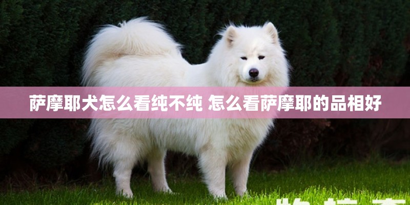 萨摩耶犬怎么看纯不纯 怎么看萨摩耶的品相好
