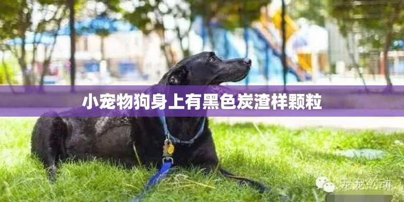 小宠物狗身上有黑色炭渣样颗粒 小宠物狗身上有黑色炭渣样颗粒