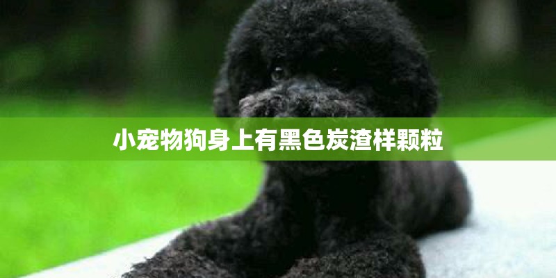小宠物狗身上有黑色炭渣样颗粒 小宠物狗身上有黑色炭渣样颗粒