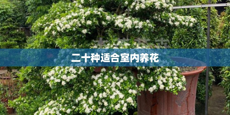 二十种适合室内养花