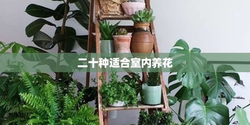 二十种适合室内养花