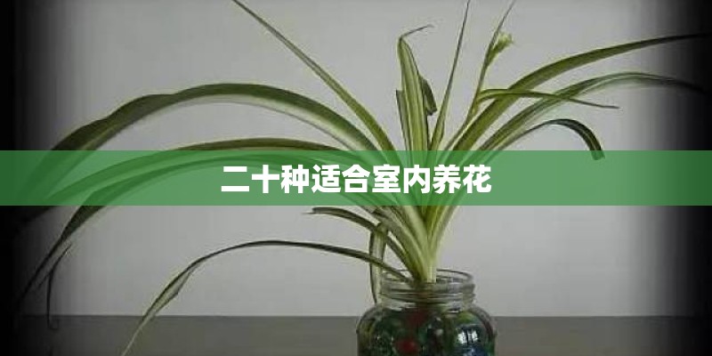 二十种适合室内养花