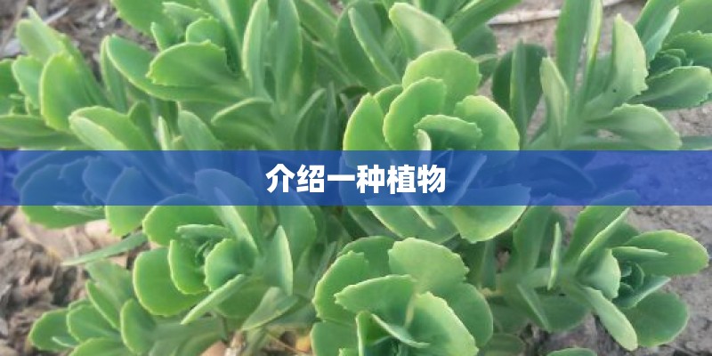 介绍一种植物