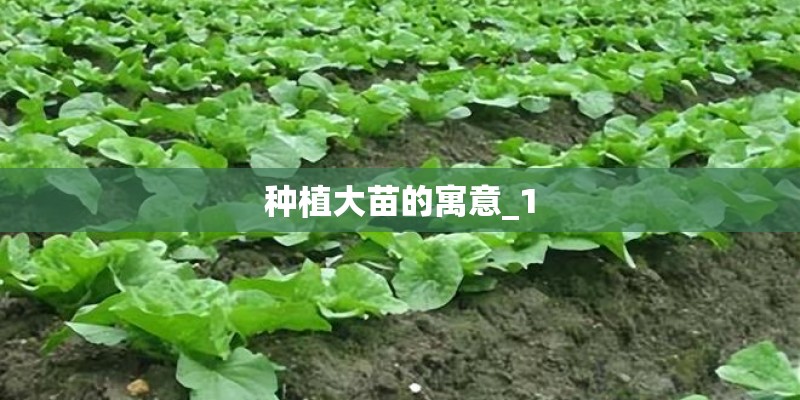 种植大苗的寓意_1