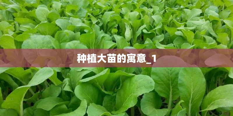 种植大苗的寓意_1