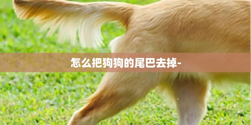 怎么把狗狗的尾巴去掉-